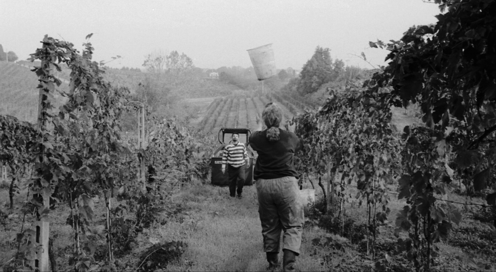 CAMPOMAFGIO VIGNETI STORICI3