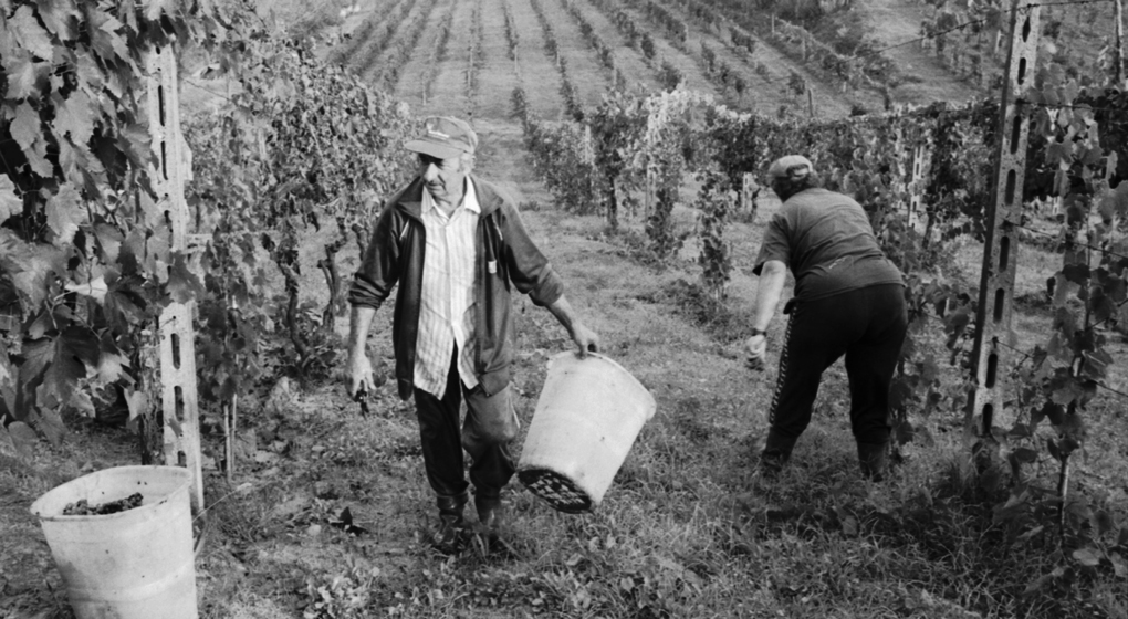 CAMPOMAGGIO VIGNETI STORICI4